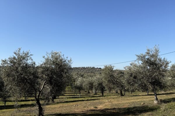 Montes de Toledo